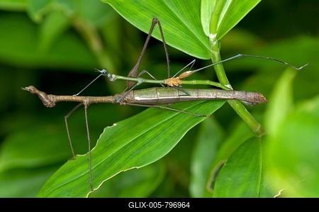 Mating Stick Grasshoppers (Taxiarchus spec.), exhibiting sexual dimorphism, mating, Tiputini rain forest, Yasuni National Park, Ecuador-stock-foto
