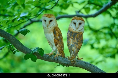 Common barn owl (Tyto alba), two birds sitting in a tree, Bohemian Forest, Czech Republic-stock-foto
