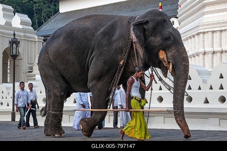 Indian elephant (Elephas maximus) working with mahout, Temple of the Sacred Tooth Relic, Kandy, Central Province, Sri Lanka-stock-foto