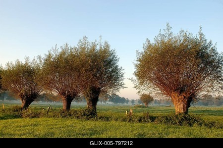 Pollarded willows (Salix), row of trees in the meadow, North Rhine-Westphalia, Germany-stock-foto