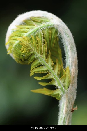 Royal fern (Osmunda regalis), sprouting-stock-foto