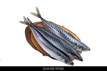 Frozen mackerel isolated on white background-stock-foto