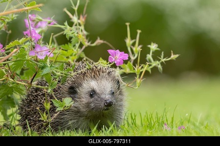 European hedgehog (Erinaceus europaeus) adult animal on an urban garden grass lawn under a flowering geranium plant in the summer, England, United Kingdom-stock-foto