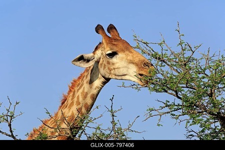 Cape Giraffe, (Giraffa camelopardalis giraffa), adult, watchful, portrait, eating, Hluhluwe Umfolozi National Park, Hluhluwe iMfolozi National Park, KwaZulu Natal, South Africa-stock-foto