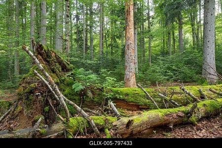 Mixed mountain forest with copper beech (Fagus sylvatica) and spruce (Picea abies), lying deadwood overgrown with moss, Bavarian Forest National Park, Bavaria, Germany-stock-foto