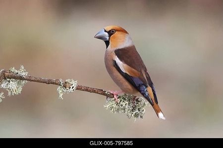 Hawfinch (Coccothraustes coccothraustes), male in breeding plumage sitting on a branch, North Rhine-Westphalia, Germany-stock-foto
