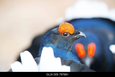 Black Grouse (Tetrao tetrix) Male, Sweden-stock-foto
