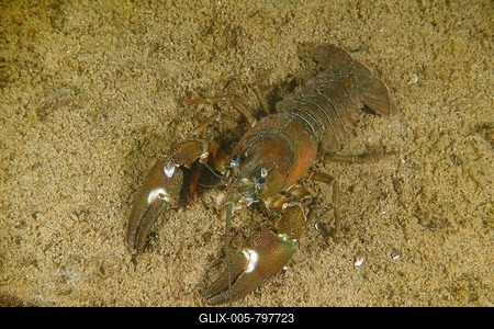 Signal crayfish (Pacifastacus leniusculus), American crayfish, invasive species, on sandy bottom, Terlinden dive site, Küsnacht, Lake Zurich, Canton Zurich, Switzerland-stock-foto