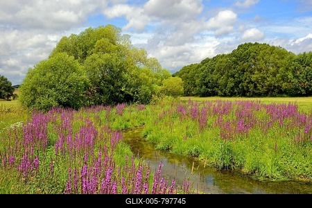 Stream, banks with willows (Salix) and flowering loosestrife (Lythrum salicaria), North Rhine-Westphalia, Germany-stock-foto