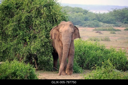 Sri Lankan elephant (Elephas maximus maximus), male, foraging, Bundala National Park, Sri Lanka-stock-foto
