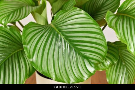 Large striped leaf of exotic `Calathea Orbifolia Prayer Plant` houseplant-stock-foto