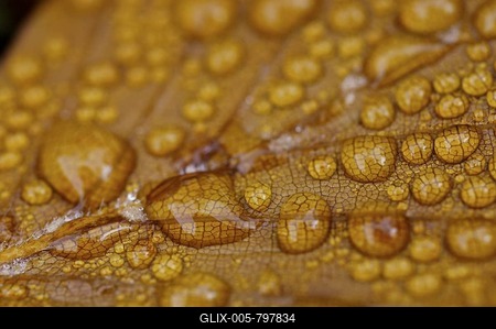 Dew drop in autumn on golden beech leaf , Detail-stock-foto