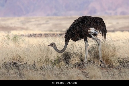 African ostrich (Struthio camelus), Sossusvlei, Namib Desert, Namib-Naukluft National Park, Namibia-stock-foto