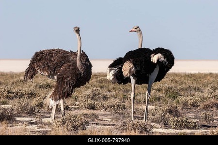 Ostriches (Struthio camelus), male and female, courtship, Etosha National Park, Namibia-stock-foto