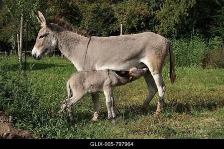 Donkey mare (Asinus) with suckling 4-day-old foal-stock-foto