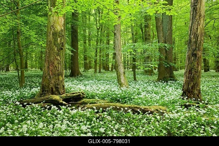 European or common beech (Fagus sylvatica) forest, deadwood, wild garlic (Allium ursinum) in flower, Hainich National Park, Thuringia, Germany-stock-foto