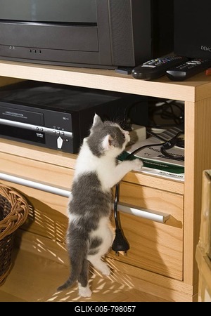 Kitten investigating furniture in the living room-stock-foto