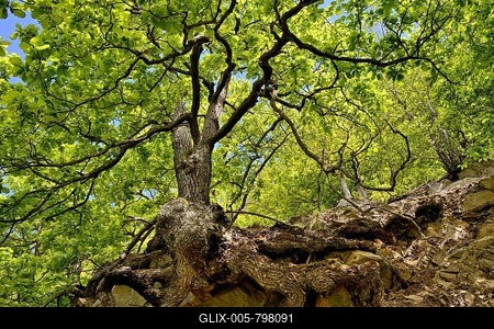 Sessile oaks (Quercus petraea) with gnarled tree trunk on a steep slope, Kahle Hardt Nature Reserve, Hesse, Germany-stock-foto