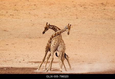Southern Giraffes (Giraffa camelopardalis giraffa), fighting males in the dry and barren Auob riverbed, Kalahari Desert, Kgalagadi Transfrontier Park, South Africa-stock-foto