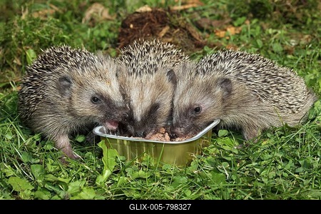 Brown-chested hedgehog (Erinaceidae) 4-week-old juveniles feeding at food bowl in garden, Allgäu, Bavaria, Germany-stock-foto