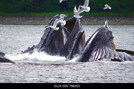 A group of humpback whales with their mouths wide open, gulls in the sky, bubble feeding, Juneau, Inside Passage, Alaska, USA-stock-foto