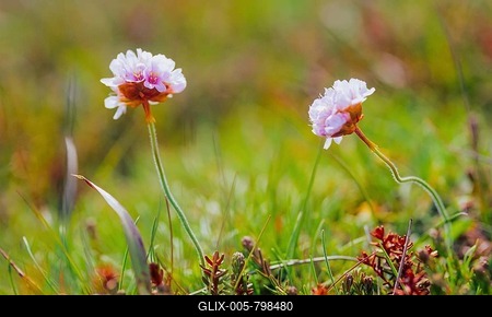 Sea campion (Armeria maritima), also common sea campion, two small light pink-coloured inflorescences in close-up in a meadow, macro photograph, north coast, Norðurland eystra, Iceland-stock-foto