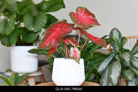 Bright red colored exotic Caladium Red Flash houseplant in flower pot on table surrounded by many plants in living room-stock-foto