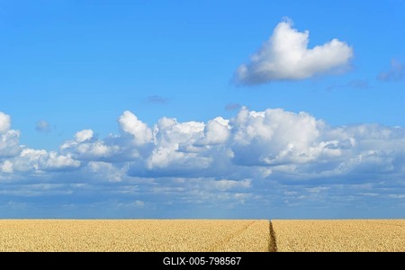 Wheat field (Triticum aestivum) unground wheat, blue sky with low moving cumulus clouds, North Rhine-Westphalia, Germany-stock-foto