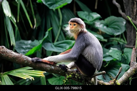 Douc Langur or Red-shanked Douc (Pygathrix nemaeus), adult, on tree, Asia-stock-foto