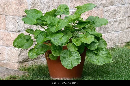 Wasabi (Wasabia japonica), plant in flowerpot, Germany-stock-foto