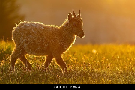 Alpine Ibex (Capra ibex), in habitat at Creux du Van, Neuchâtel, Switzerland-stock-foto