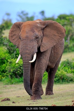African Elephant (Loxodonta africana), adult, Addo Elephant National Park, Eastern Cape, South Africa-stock-foto