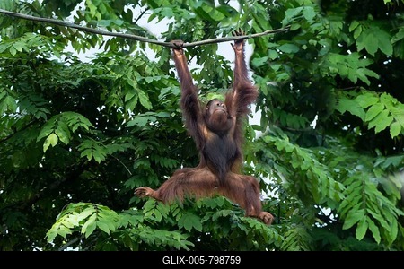 Bornean Orangutan (Pongo pygmaeus) hanging on a rope, Singapore-stock-foto