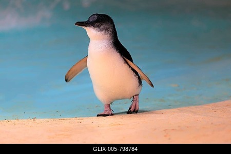 Little penguin (Eudyptula minor), adult, on beach, running, Kangaroo Island, South Australia, Australia-stock-foto