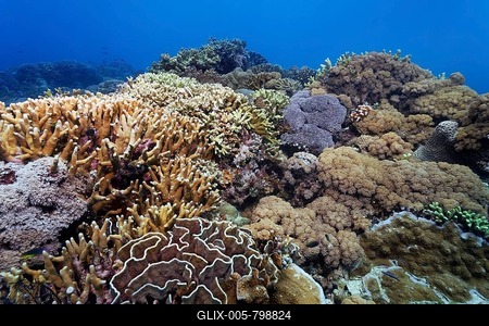 Underwater scenery, corals, various hard corals on reef, Great Barrier Reef, Queensland, Cairns, Pacific Ocean, Australia-stock-foto