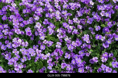 Aubrieta (Aubrieta), flowering, Baden-Württemberg, Germany-stock-foto