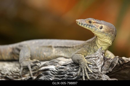Merten's Water Monitor Lizard (Varanus mertensi), Queensland, Australia-stock-foto