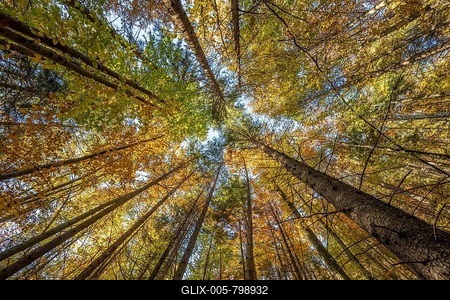 Frog perspective, mixed forest in autumn, near Scharnitz, Bavaria, Germany-stock-foto