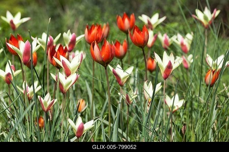 Lady tulip (Tulipa clusiana) and red tulips, Tulipa orphanidea, wild tulips, Baden-Württemberg, Germany-stock-foto
