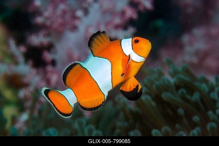 Ocellaris clownfish (Amphiprion ocellaris), Andaman Sea, Pacific Ocean, Ko Lanta Island, Thailand-stock-foto