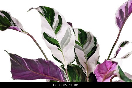 Leaf of exotic 'Calathea White Fusion' Prayer Plant houseplant on white background-stock-foto