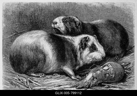 Brazilian guinea pig (Cavia aperea) or wild guinea pig, Brazilian guinea pig, preá in Portuguese, is a guinea pig species, Historic, digitally restored reproduction of a 19th century original, exact original date unknown-stock-foto