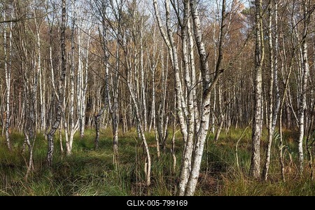 Moorlandscape in the Osterwald Forest with Downy birches (Betula pubescens), Zingst, Fischland-Darß-Zingst, Western Pomerania Lagoon Area National Park, Mecklenburg-Western Pomerania, Germany-stock-foto