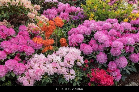 Rhododendron and azalea blossom, Lower Saxony, Germany-stock-foto