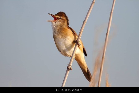 Great reed warbler (Acrocephalus arundinaceus), calling, male perched on reed, Lake Neusiedl, Burgenland, Austria, Europe-stock-foto