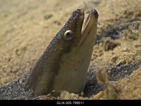 European eel (Anguilla anguilla) looking out of its sand cave, Lake Helenesee, near Frankfurt an der Oder, Brandenburg, Germany, Europe-stock-foto