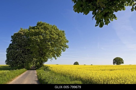 Spring landscape in Schleswig-Holstein with yellow rape fields (Brassica napus) and an avenue of Horse-chestnut or Conker trees (Aesculus hippocastanum) and English oak (Quercus robur), Herzogtum Lauenburg, Schleswig-Holstein, Germany, Europe-stock-foto