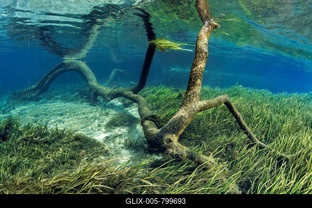 Underwater landscape in riverbed, tree, dead, sandy bottom, seaweed, Rainbow River, Rainbow Springs State Park, Dunnelon, Florida, USA-stock-foto