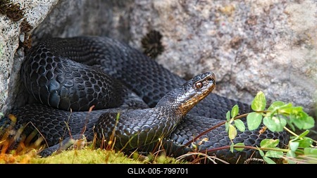 Common European viper (Vipera berus), black morphe, in defensive posture, Karwendel mountains, Tyrol, Austria-stock-foto