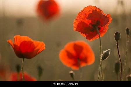 Corn poppy (Papaver rhoeas) flowers in the morning light, Thuringia, Germany-stock-foto
